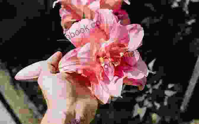 A Close Up Photograph Of A Person's Hand Gently Touching A Blooming Flower. The Garden Goes On V A McGuinness