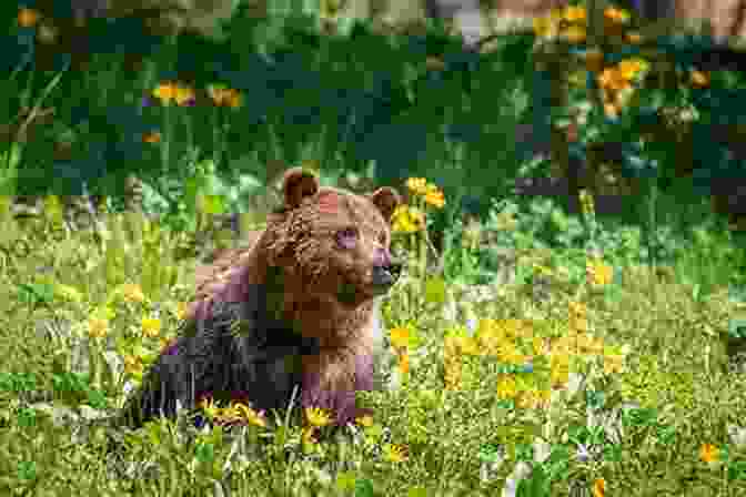 A Grizzly Bear Standing In A Meadow, Surrounded By Wildflowers Sweet Thunder (Two Medicine Country)