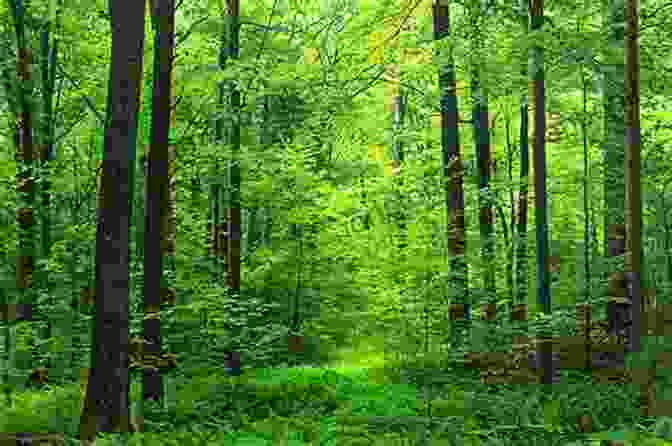 A Photo Of A Forest The Present Condition Of Organic Nature